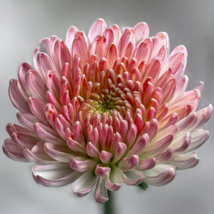 Харизантема