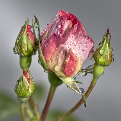 Кустовая роза