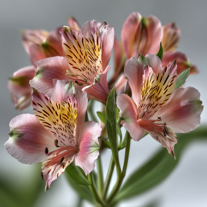 Альстромерия